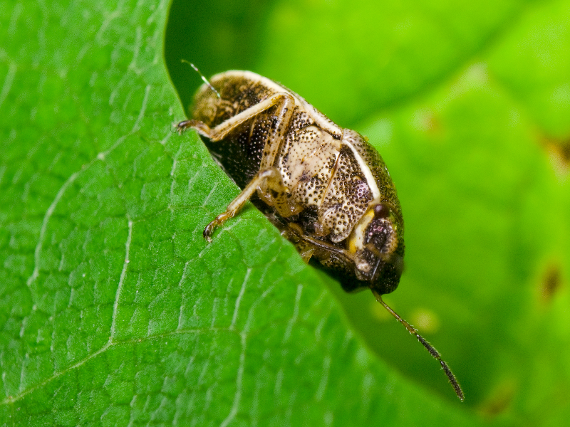 Neottiglossa pusilla (Gmelin, 1790)
